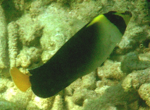 Chaetodontoplus mesoleucus 00188.JPG